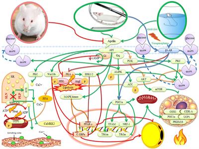 Possible roles of exercise and apelin against pregnancy complications